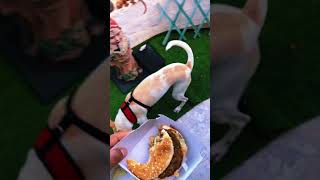 Doggo broken by burger