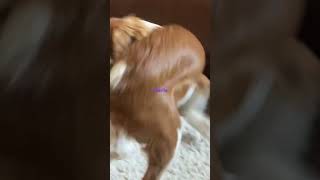 Dancing Cavalier King Charles spaniel #trending #viral #dog #funny #cavalierkingcharlesspaniel