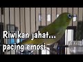 BURUNG PLECI GACOR WIKROLL,NGALAS SANGAT BAGUS BUAT NAIKIN EMOSI PLECI BAHAN