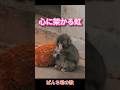 【勇気が湧く歌】何度聴いても涙が止まらない!パンチくんからあなたへ贈る応援歌🎵#パンチくん #オリジナル曲 #泣ける歌#市川市動植物園