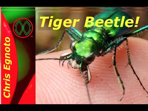 tiger beetle