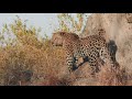 Wildlife During Lockdown at Elephant Plains Game Lodge