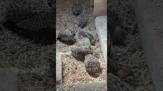 Montezuma quail-Montezuma bıldırcını #quail #montezumaquail #mearnsquail#quails#bildircin #bıldırcın