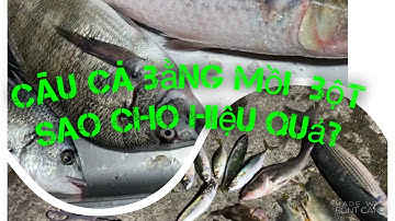 Câu cá tráp biển bằng cách câu dango của người Nhật tập2 #チヌ団子釣り Bream Fishing in Japan