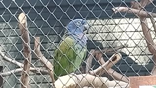 MAITACA-DE-CABEÇA-AZUL DORMINDO NO POLEIRO