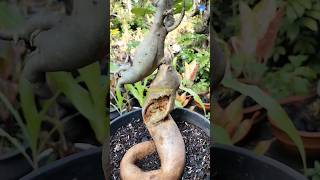 Kok bisa bonggolnya begitu? Penasaran?? Liat video panjangnya ya .. #adenium #adeniumlover