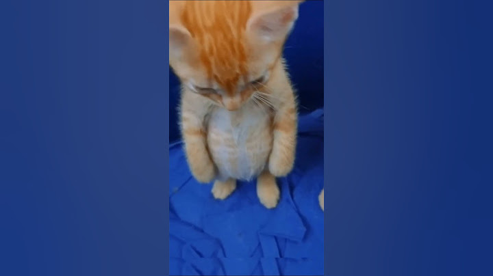 Bro Forgot that He is a Cat 🤣