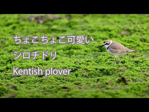 【ちょこちょこ可愛い】シロチドリKentish plover