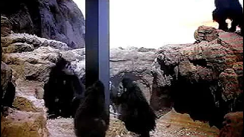 2001: The Monolith appears ... the dawn of man.