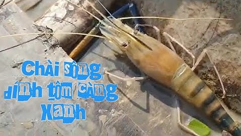 CHÀI SÔNG DÍNH TÔM CÀNG XANH