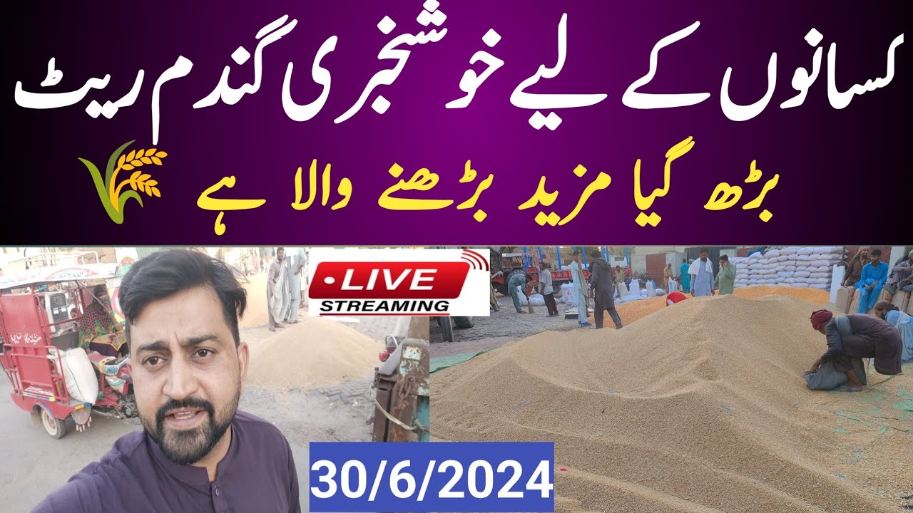Wheat price today update| Gandam Rate Today| Galla Mandi Gandam price ...