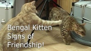 Bengal Kitten Settles - Signs of friendship - Part 7 by The Cat Behaviour Channel 1,149,606 views 10 years ago 5 minutes, 35 seconds