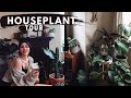 Houseplant Tour 2021: Indoor Tiny Apartment Tour (+ care and tips!) 🌿