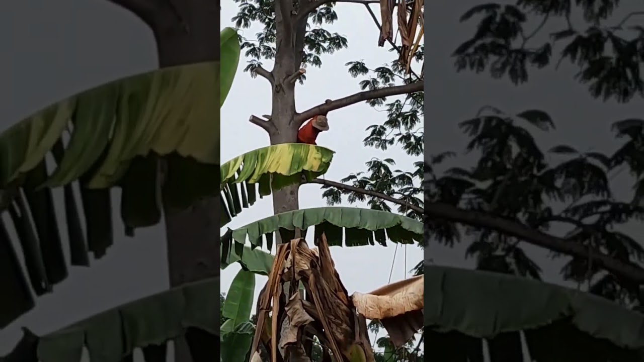 extraordinary skill in cutting tall tree branches without safety equipment.