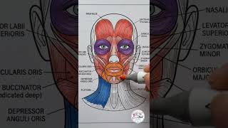 Human Anatomy Coloring Book | Best Coloring Book On Amazon