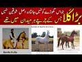 The most famous desi stallion of pakistan barda kulla  history of this horse will surprise you