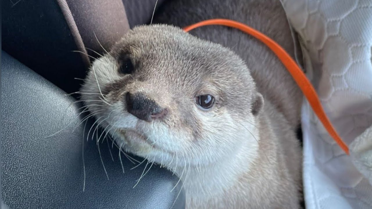 Otter Makoton~Today i went to clinic for my health check up🦦🥰Mommy said I'm doing very well🥰