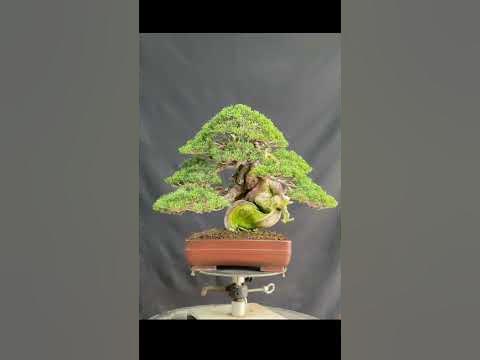 Juniper bonsai wiring👍 - YouTube