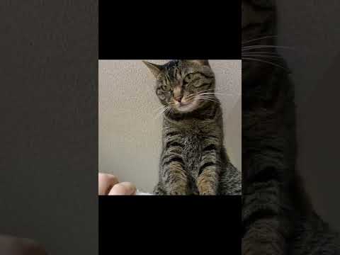 安易に凶暴猫と遊ぼうとしたら病院送りになった... #猫