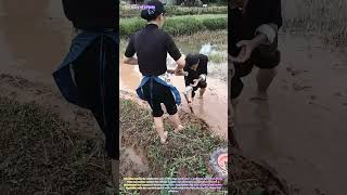 Watch Farmers Use a Traditional Ridge Plow to Shape Paddy Field Boundaries with Coordinated Effort🌾