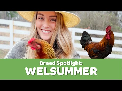 Welsummer Chicken Breed