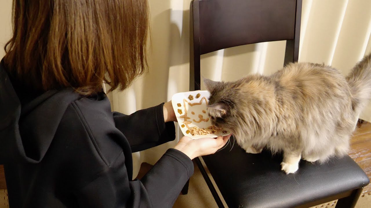 手作り猫用チャオチュールプレートを作ってみた メインクーン ソマリ Youtube