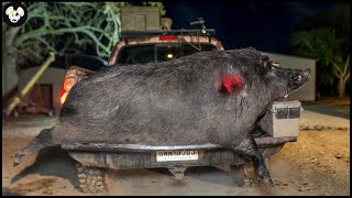 Incredible ! How Canadian Farmers Deal With Millions Of Wild Boars And Other Invasive Species