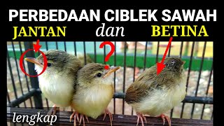 Ciri-ciri dan membedakan anakan ciblek sawah jantan betina jelas