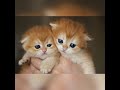 👸🏼👸🏼Girls 👩‍🦰👩‍🦰 Kittens SFS ny 12 🐱 💗1  months 🍼