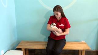 Why Kittens Should Be Spayed at 4 Months : Pet Tips