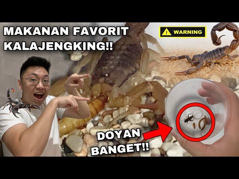 Video: Apa yang kala jengking makan?