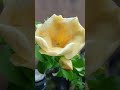 Beautiful yellow flower!🌷🌷🌷💗