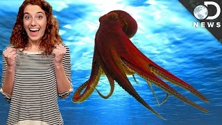 How Octopuses See With Their Skin How Octopuses See With Their Skin