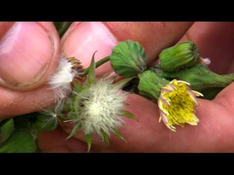 Sow-Thistle