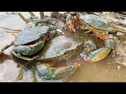 Crabs & giant conches, sea cucumbers, mutated crabs were also found