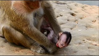 Pity this baby monkey was attacked daily by her mother