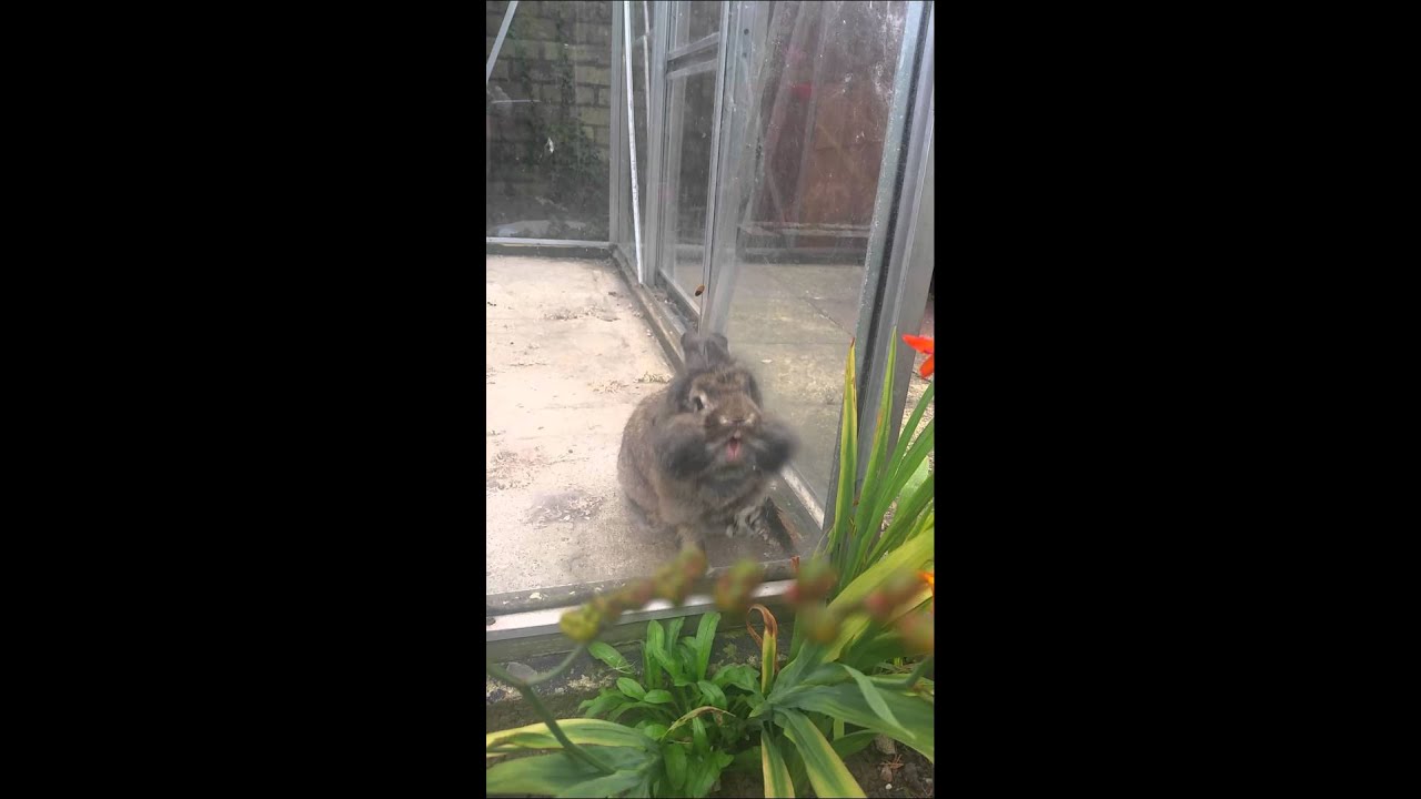 Stupid rabbit - YouTube