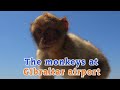 Funny monkeys at gibraltar  airport