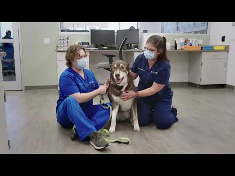 Video: Oktober Is Pet Wellness Month: 10 Tips Voor Hondenwelzijn