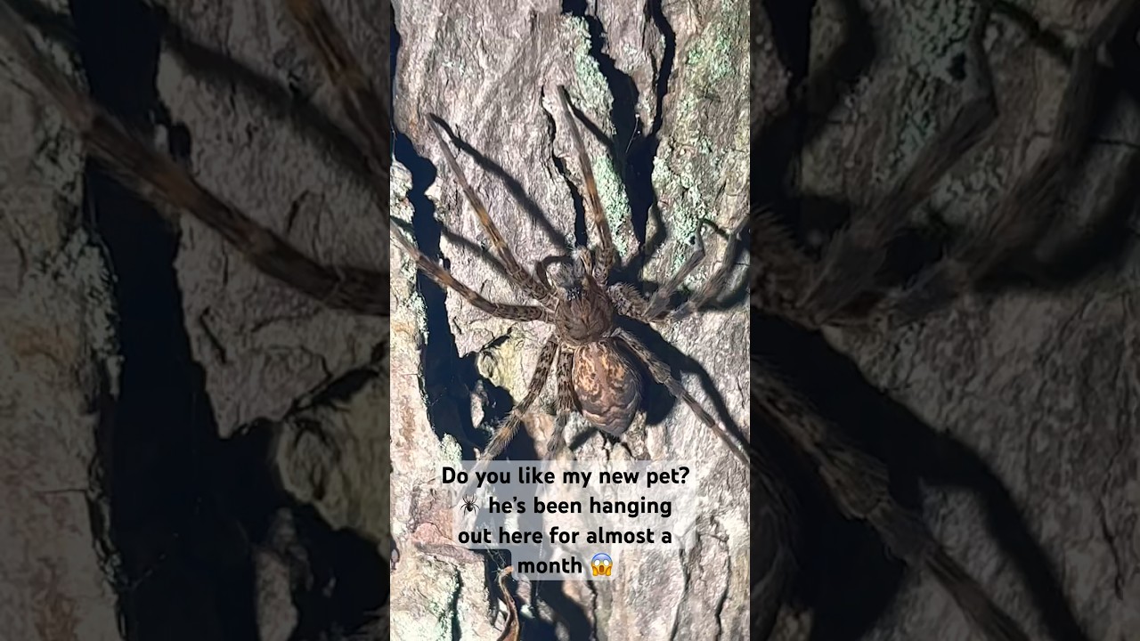 Omg a huge spider on my tree 😱 