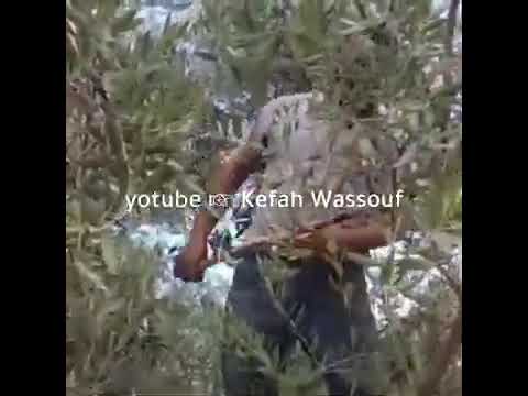 عتابا ساحلية حواش زيتون صوت خيالي روعة