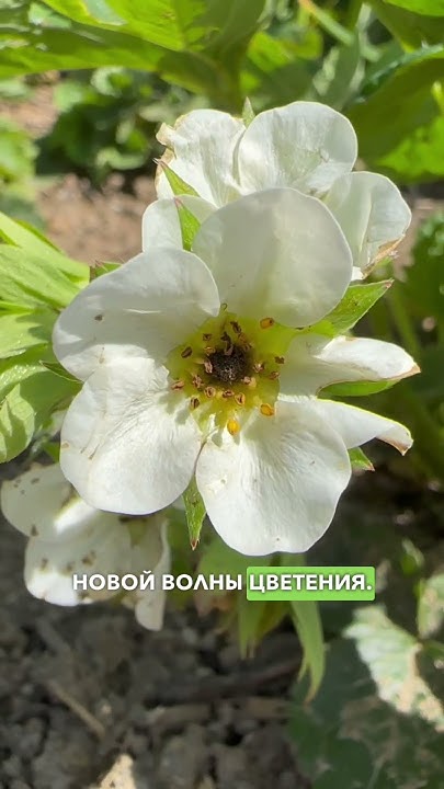 ЭТОТ способ поможет избавиться от долгоносика. Долгоносик на клубнике ...