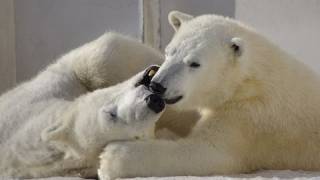 まどろみの中で眠りにつくホッキョクグマ~Polar Bears become sleepy