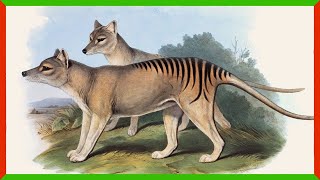 The Search for Tasmanian Tigers Continues