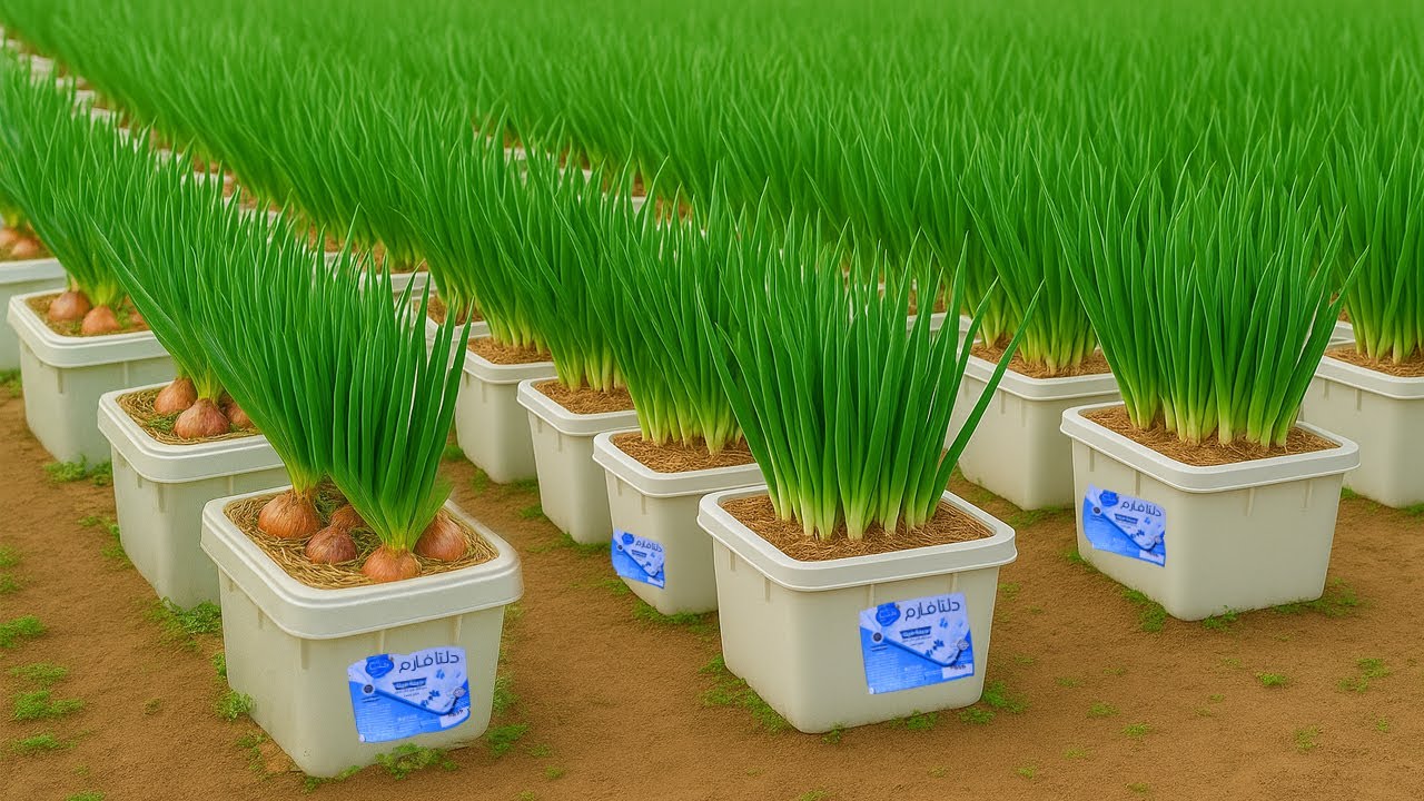 Если бы вы знали этот секрет, вы бы три года не покупали лук.