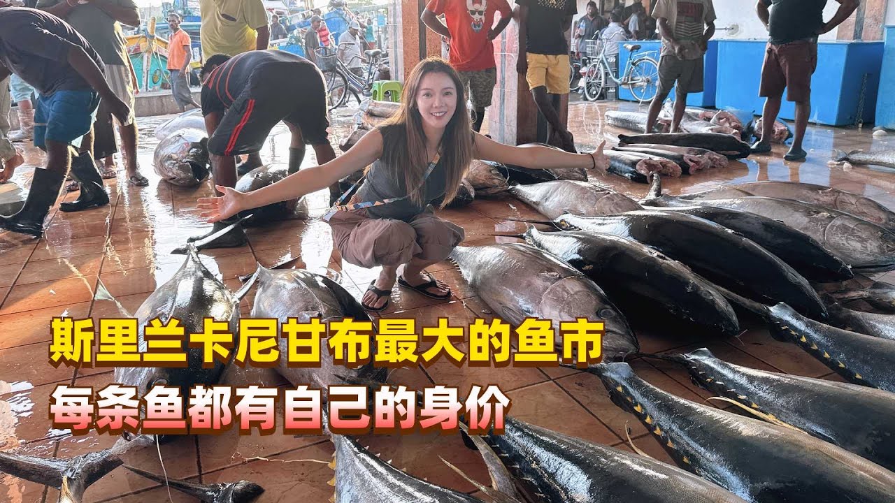 斯里兰卡凌晨五点钟的鱼市，这里的每一条鱼居然都有自己的身价！
