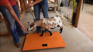 Weighing My Goats