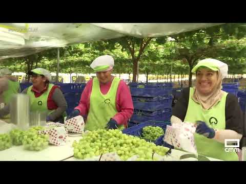 Discovering the "Autumn Crisp" grape variety in Hellín