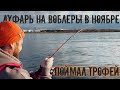 Луфарь в ноябре на воблеры. Поймал трофей.