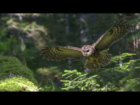 ბუ ფრთებით მოდის  bu frtebit modis lyrics